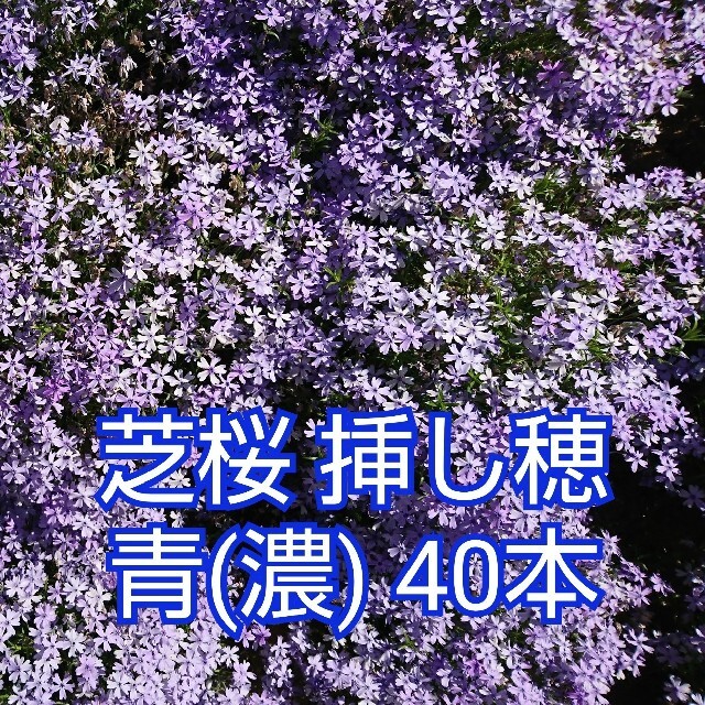 芝桜 挿し穂 青(濃) 40本 ハンドメイドのフラワー/ガーデン(その他)の商品写真
