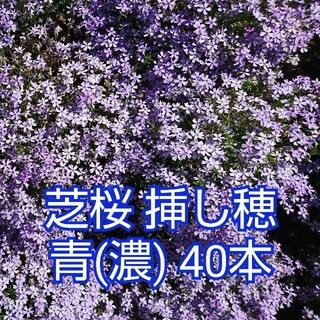 芝桜 挿し穂 青(濃) 40本(その他)
