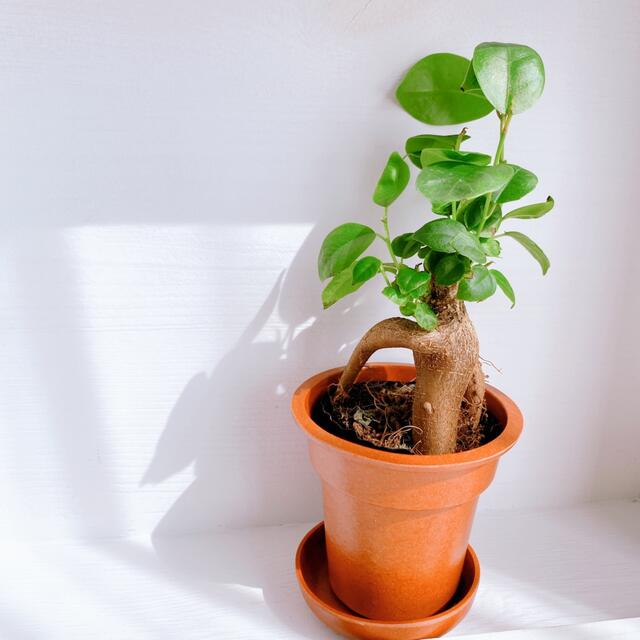 ガジュマル  土付き  観葉植物 ハンドメイドのフラワー/ガーデン(プランター)の商品写真