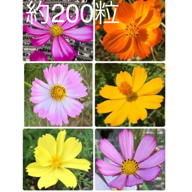 カラフルコスモスの種  約200粒 ハンドメイドのフラワー/ガーデン(プランター)の商品写真