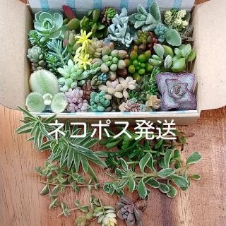 多肉植物カット苗ネコポスS④(その他)