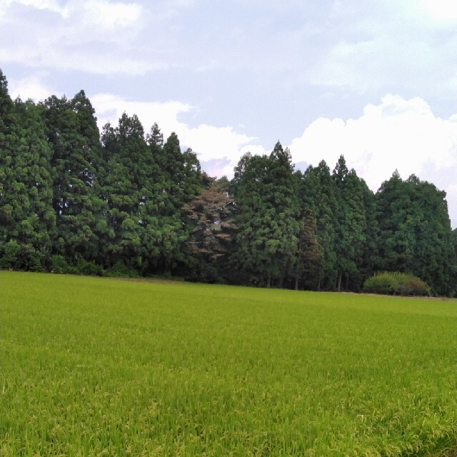 新米令和3年産栃木県特一等米【A級】30キロ玄米無農薬にて作ったお米