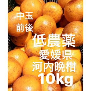 愛媛県産　低農薬　河内晩柑　宇和ゴールド　柑橘　10kg(フルーツ)
