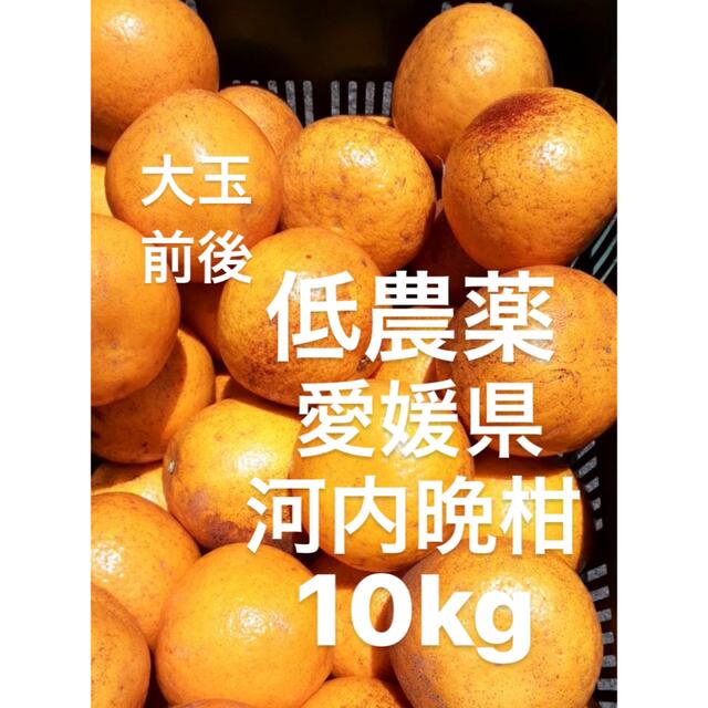 愛媛県産　河内晩柑　宇和ゴールド　柑橘　10kg 食品/飲料/酒の食品(フルーツ)の商品写真