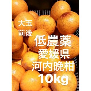 愛媛県産　河内晩柑　宇和ゴールド　柑橘　10kg(フルーツ)