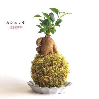 (完売しました)ガジュマルの苔玉『個性的な形がとっても人気』(その他)