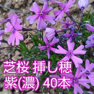 芝桜 挿し穂 紫(濃)　40本(その他)