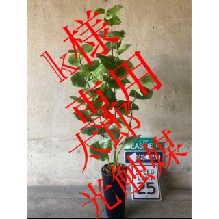 光触媒　人工観葉植物　ウォールグリーン　フェイクグリーン　シーグレープ120