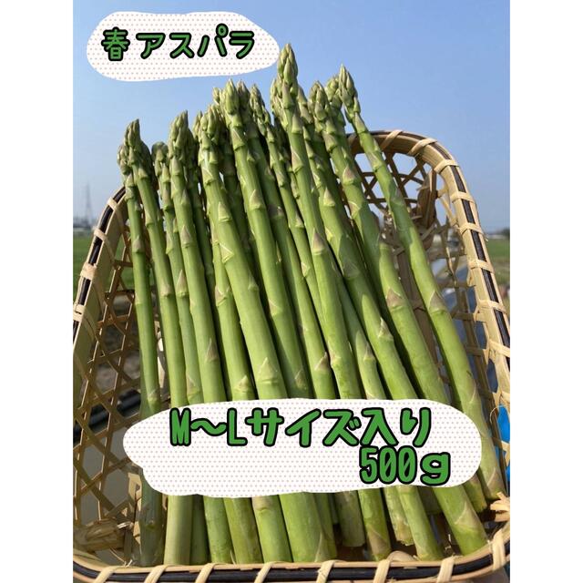 グリーンアスパラガス 500g 食品/飲料/酒の食品(野菜)の商品写真