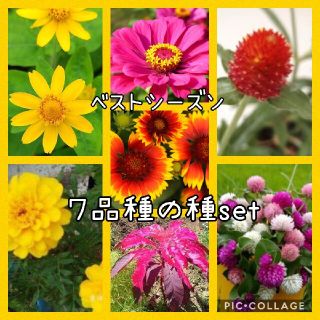 お花の種７品種たっぷりset(その他)