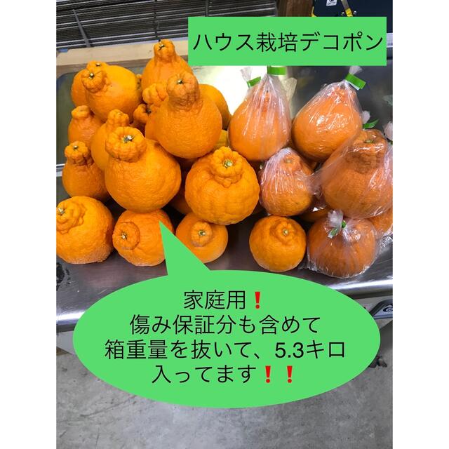 本場産地直送！ハウスデコポン！大小様々、5.3キロ！18玉〜25玉入！ご家庭用！ 食品/飲料/酒の食品(フルーツ)の商品写真