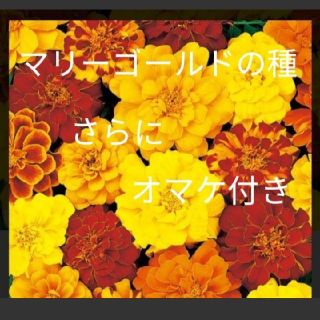 数量限定、おまけ付き！マリーゴールドの種とおまけでひまわり、しそ、キンセンカ！(その他)