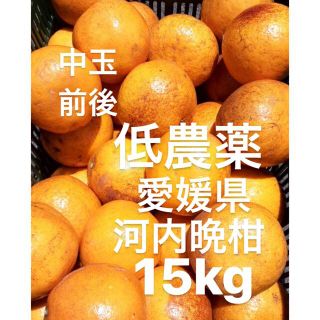 愛媛県産　低農薬　河内晩柑　宇和ゴールド　柑橘　15kg(フルーツ)