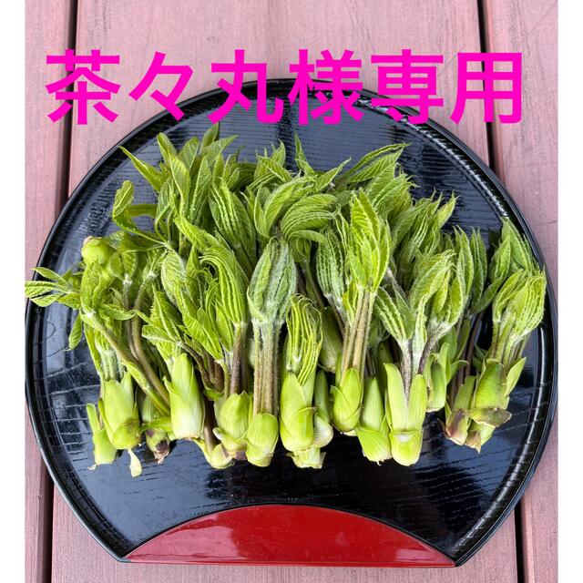 コシアブラ 食品/飲料/酒の食品(野菜)の商品写真