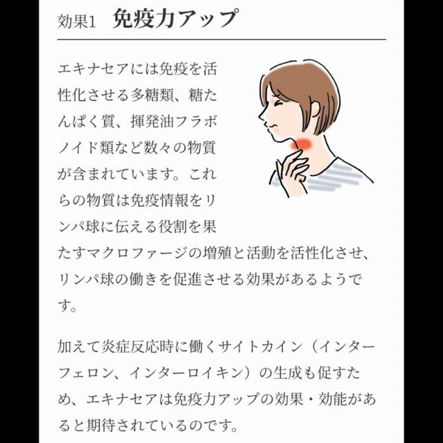 生活の木(セイカツノキ)のぐっすり！お休み前のカモマイルブレンド　私の30日茶　15包　お茶　ハーブティー 食品/飲料/酒の健康食品(健康茶)の商品写真