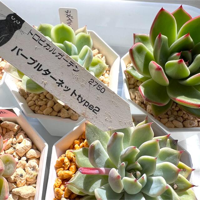 お買い得】多肉植物13種セット リエール 、トロピカルガーデン高級苗