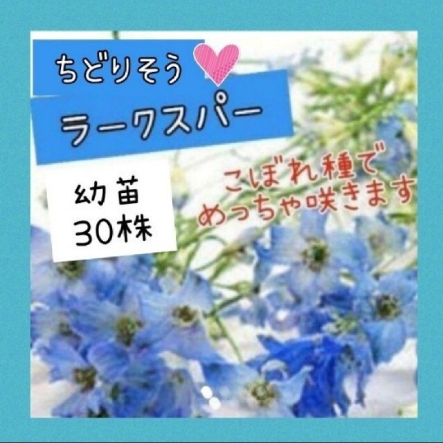 第4種郵便で発送 ラークスパー 幼苗30株set千鳥そう   花苗  ハンドメイドのフラワー/ガーデン(その他)の商品写真