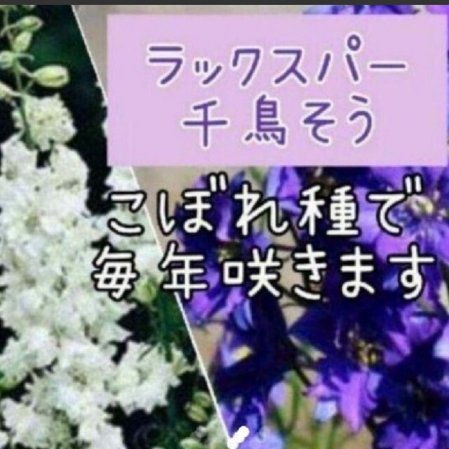 第4種郵便で発送 ラークスパー 幼苗30株set千鳥そう   花苗  ハンドメイドのフラワー/ガーデン(その他)の商品写真