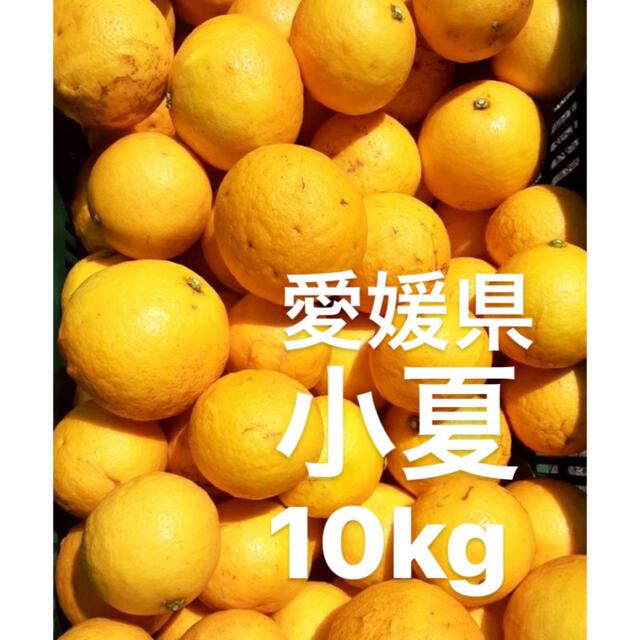 愛媛県産　小夏　柑橘　　10kg 食品/飲料/酒の食品(フルーツ)の商品写真