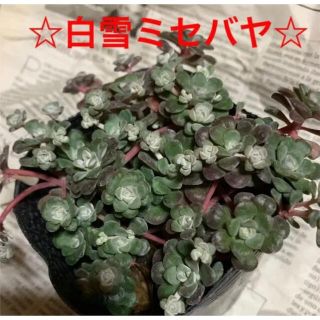 多肉植物♥︎白雪ミセバヤ【ケープブランコ】抜き苗♥︎(その他)