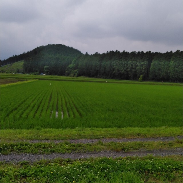 新米令和3年産栃木県特一等米ミルキークイーン無農薬30キロ玄米の通販