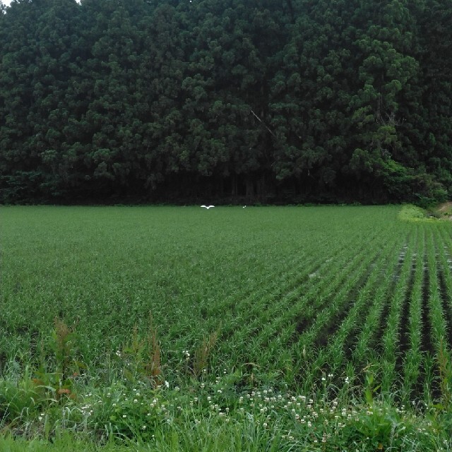 新米令和3年産栃木県特一等米ミルキークイーン無農薬30キロ玄米の通販