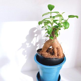 ガジュマル   土付き   観葉植物(その他)