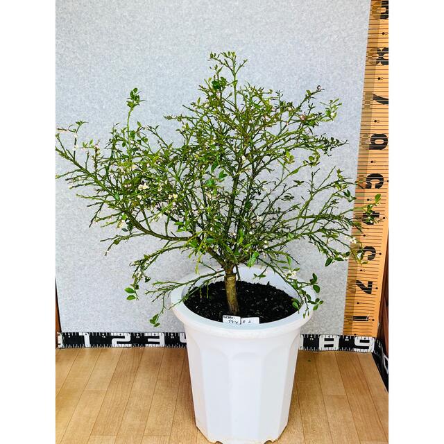 フィンガーライム苗 5年生 接木苗/花芽着き/果実肥大中 高さ80cm 10