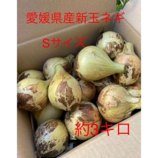 新玉ねぎ 極早生 Sサイズ 約3キロ 無農薬(野菜)