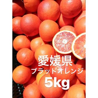 愛媛県産　ブラッドオレンジ　タロッコ　柑橘　5kg(フルーツ)