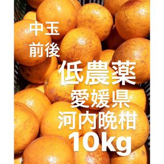 愛媛県産　低農薬　宇和ゴールド　河内晩柑　柑橘　10kg(フルーツ)