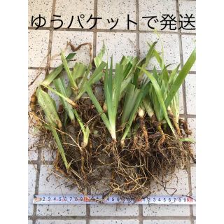 シャガ 苗 (その他)