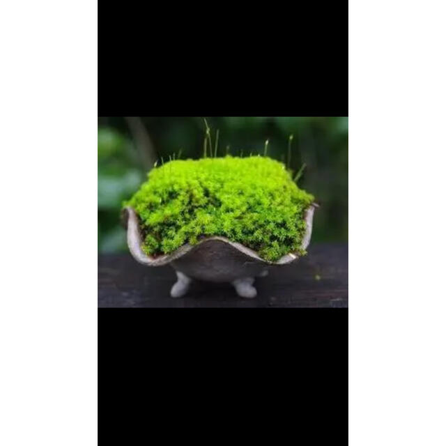 天然スナゴケ 盆栽 苔庭　テラリウム パルダリウム　アクアリウム ハンドメイドのフラワー/ガーデン(プランター)の商品写真
