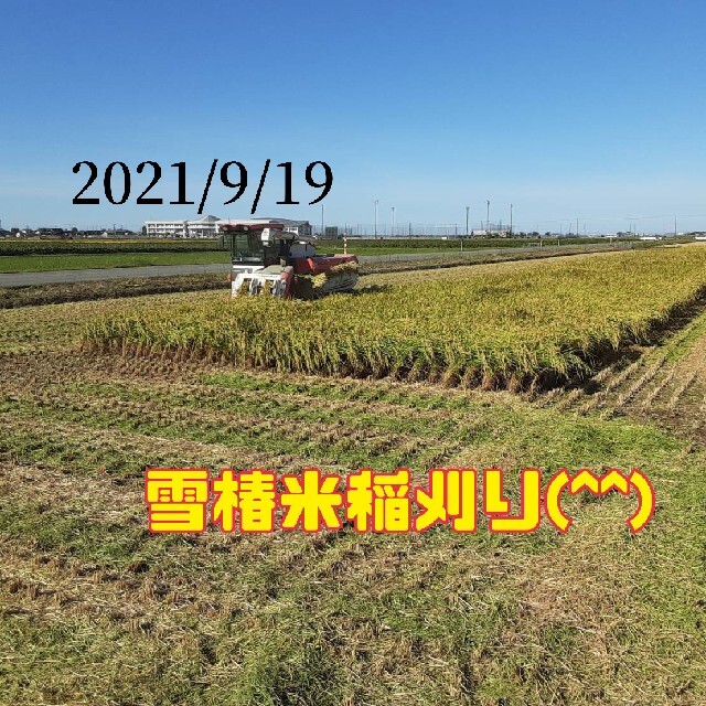 特別栽培米新潟県産コシヒカリ5k