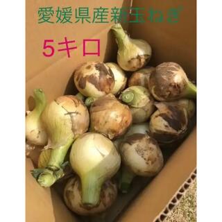 新玉ねぎ 極早生 約5キロ 無農薬 愛媛県産(野菜)