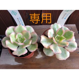 多肉植物　⭐︎専用⭐︎サンバースト2株　黒法師2色枝　姫明鏡　抜き苗(その他)