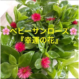 多肉植物　ベビーサンローズ『幸運の花』15本カット苗　初心者向け(その他)