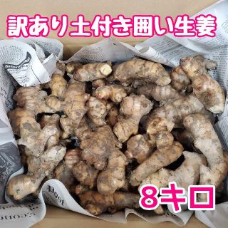 訳あり土付き囲い生姜8キロ(野菜)