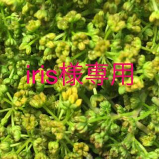 iris様専用　花山椒　200g(野菜)