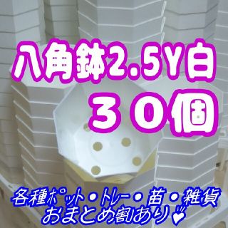 《2.5Y》カネヤ 八角鉢 白 30個 プラ鉢 多肉植物 プレステラ(プランター)