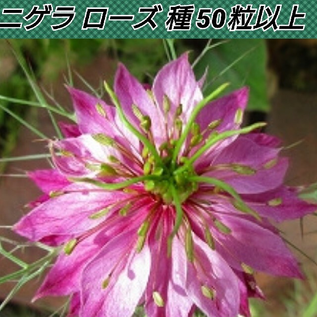 ニゲラ ローズ 花種50粒以上 ハンドメイドのフラワー/ガーデン(その他)の商品写真