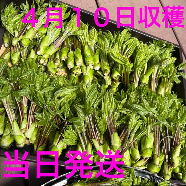 コシアブラ　 食品/飲料/酒の食品(野菜)の商品写真