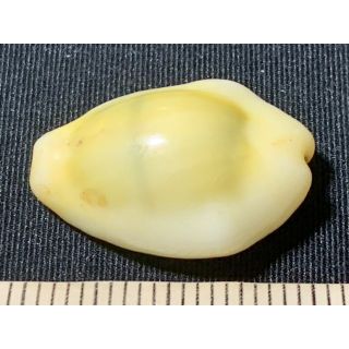 緑色のタカラガイ・5（貝殻標本）(その他)