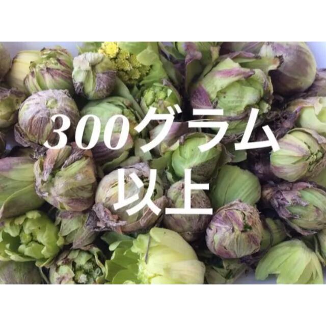 山形県産 天然「天然ふきのとう」 無農薬 300グラム 食品/飲料/酒の食品(野菜)の商品写真