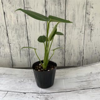 大人気モンステラ(プランター)
