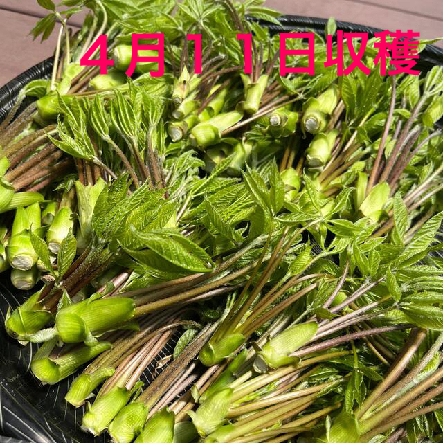 コシアブラ 食品/飲料/酒の食品(野菜)の商品写真