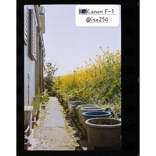 富士フイルム - ETERNA 250D 36枚撮り ネガフィルム 数量限定、作例