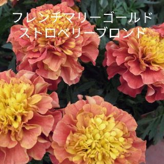 フレンチマリーゴールド ストロベリーブロンド  10粒  花種(その他)