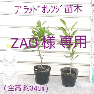 ZAO様 専用、ブラッドオレンジ(モロ種)実生4年生苗全高約34cm、2本(その他)