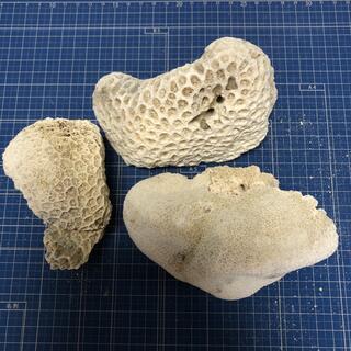 A 6 白化珊瑚 サンゴ 菊目石 デスロック ハンドメイド アクアリウムの
